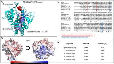 Structural insights of an LCP protein–LytR–from Streptococcus dysgalactiae subs. dysgalactiae through biophysical and in silico methods